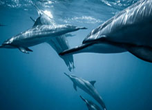 乐鱼体育下载-短短两年第15位新欢 内马尔又爱上巴西放克歌手？